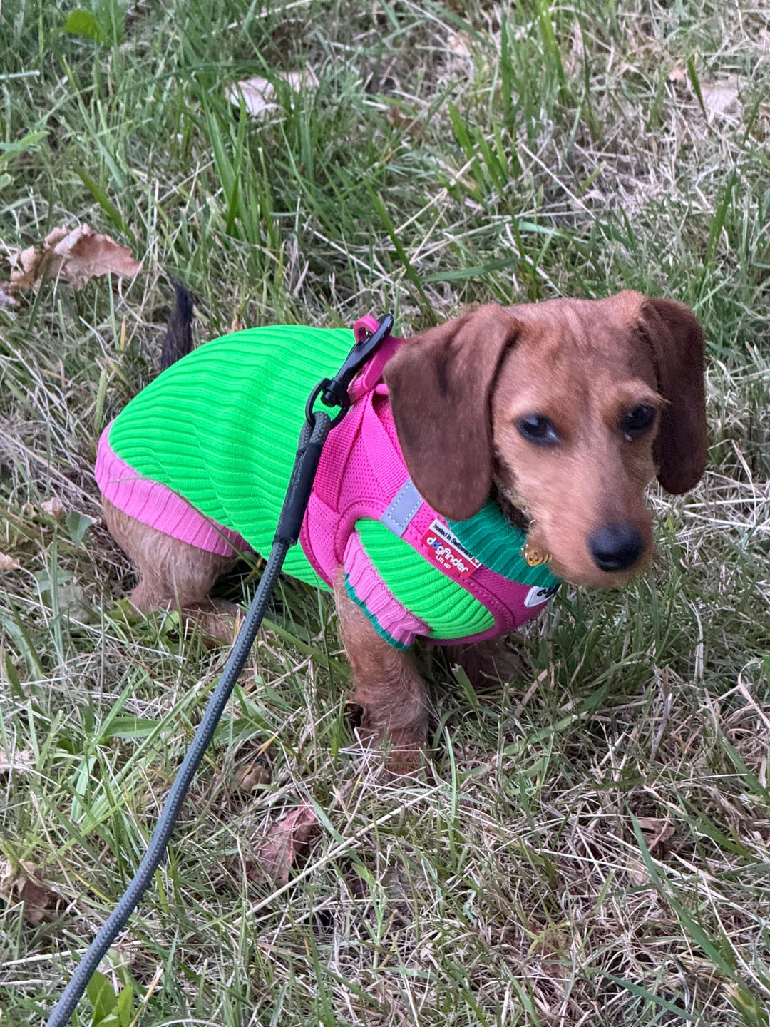 Customer photo review of THE GLOW JUMPER - Neon Hundepullover - (Watermelon Crush) SAMPLE SALE