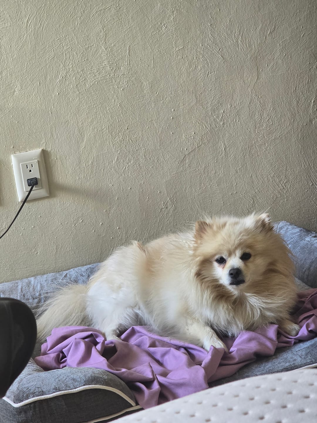 Customer photo review of Cama Ortopédica para Perros