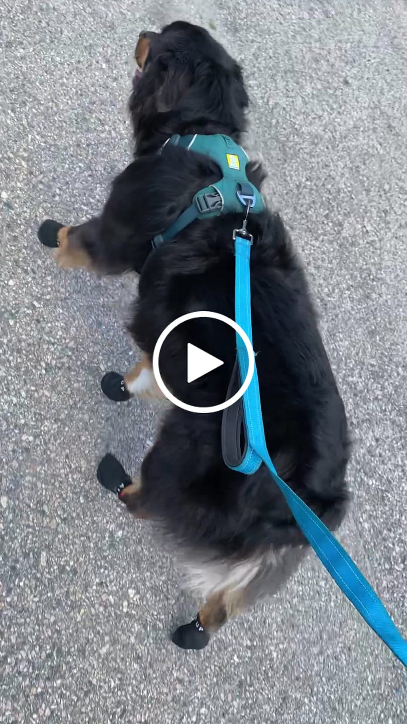 Customer video review of AIR PUP SPRINTERS - SET OF 4