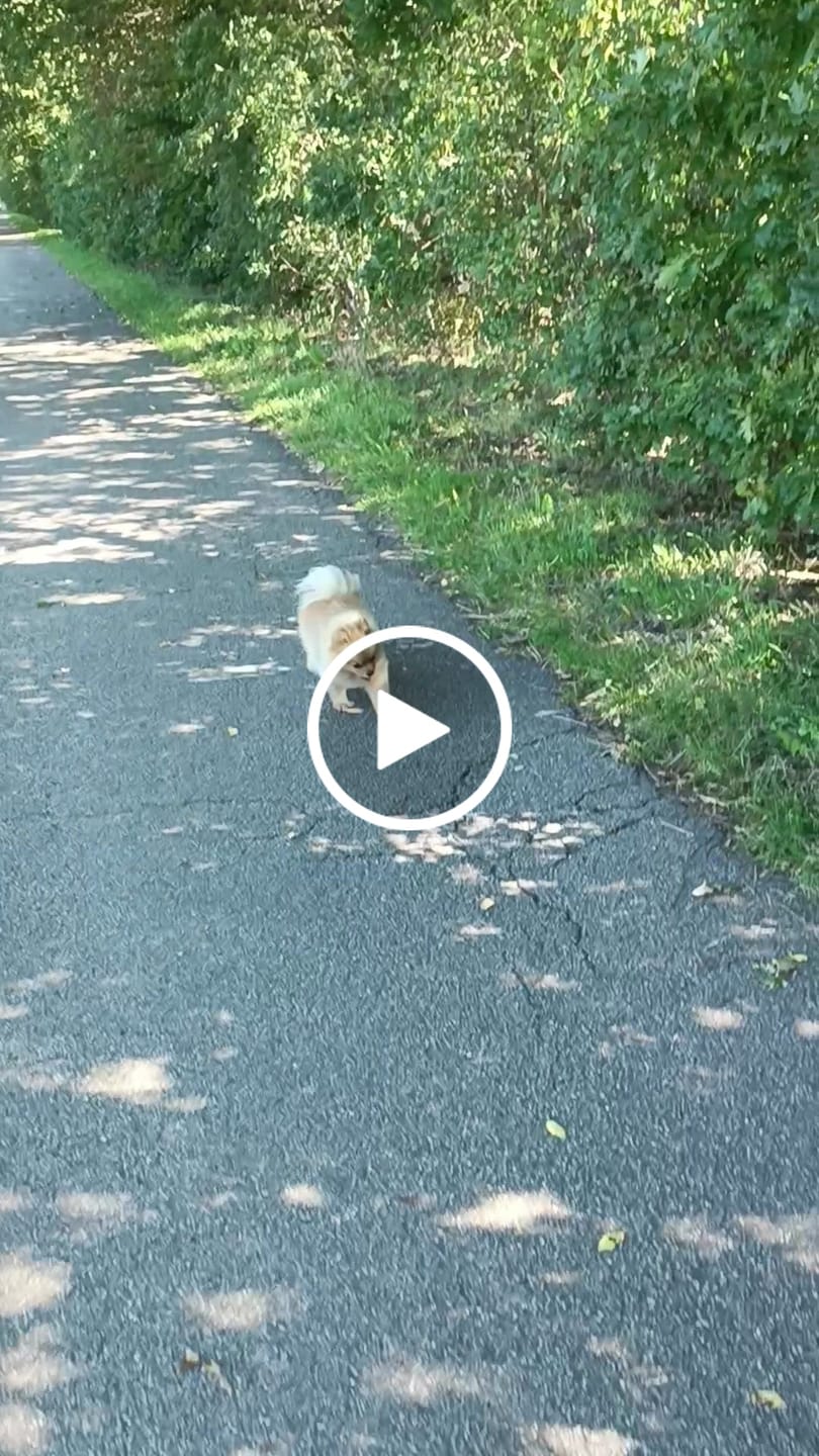 Customer video review of Wurmtest Pro Hund