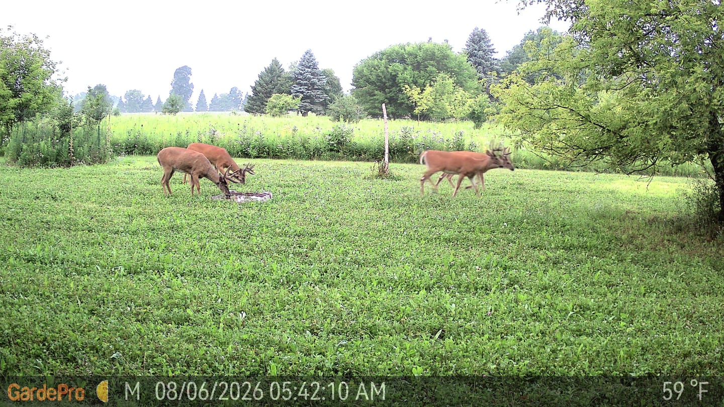 Customer photo review of GardePro Link 1.0 3000ft(1km) Long-Range Wireless Trail Camera