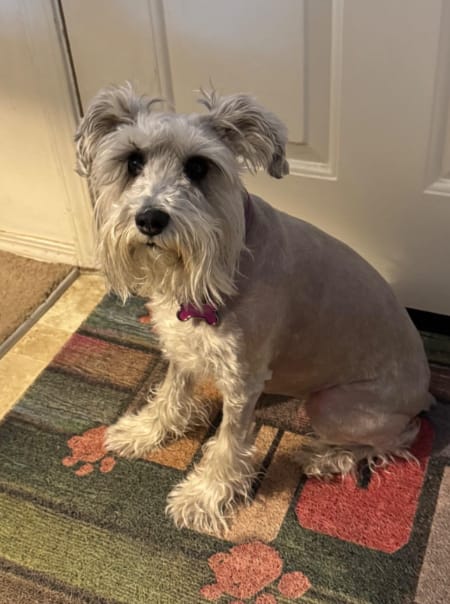 Customer photo review of Pawsky™ 2-in-1: Brushes & Vacuums