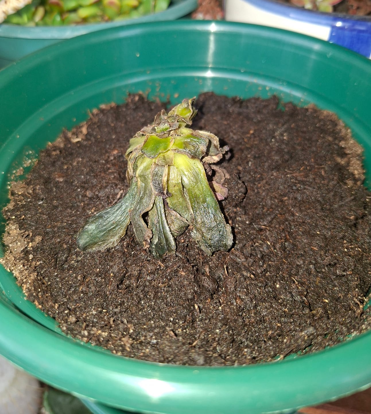 Customer photo review of Aeonium Anna