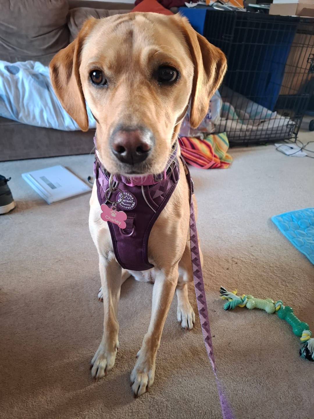 Customer photo review of Tough Trails™ Harness - Walkies Ready® Plum
