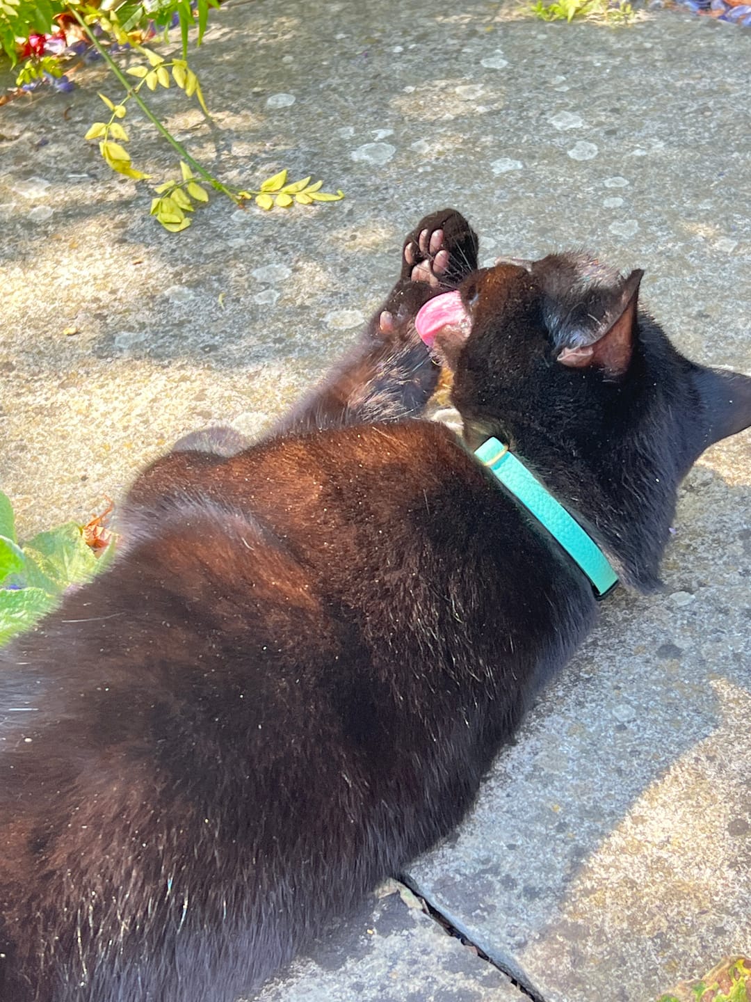 Customer photo review of Breakaway Cat Collar