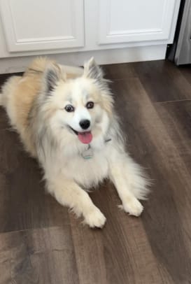 Customer photo review of Pawsky™ 2-in-1: Brushes & Vacuums