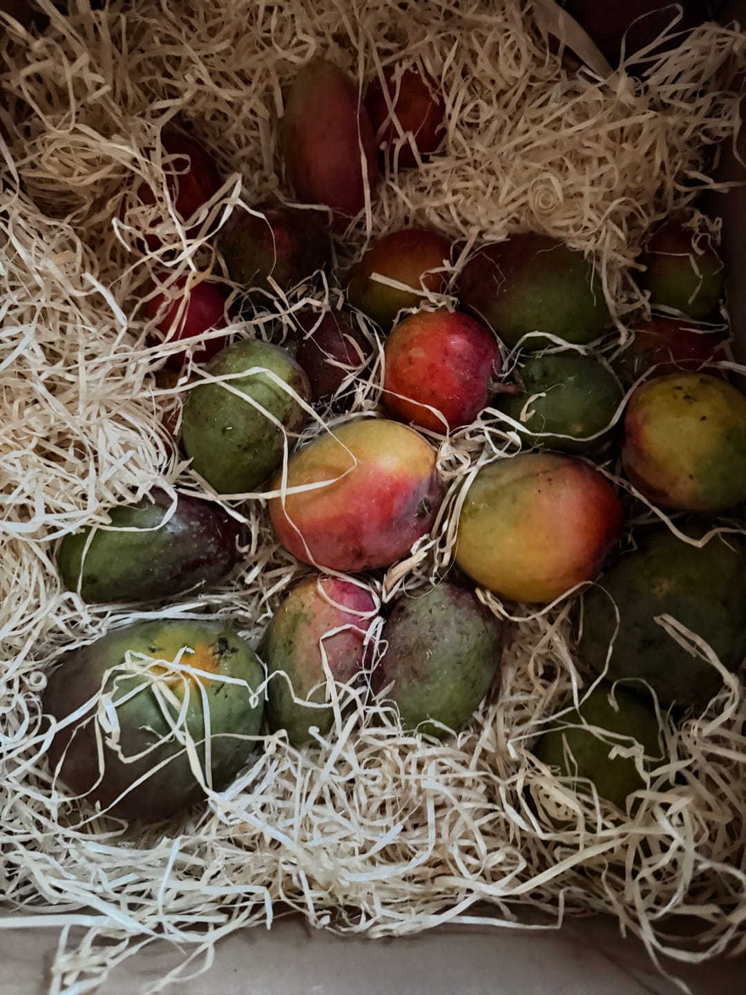 Customer photo review of Baby-Mango Mix "Wild Wonders" von Julian