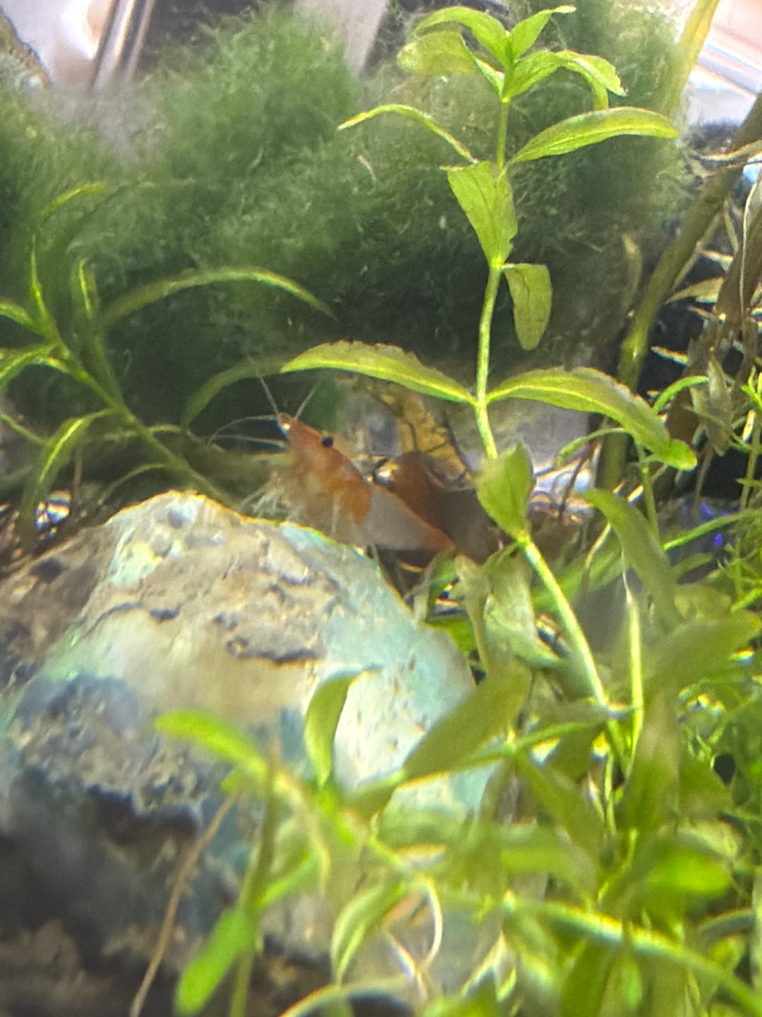 Customer photo review of Orange Rili Shrimp