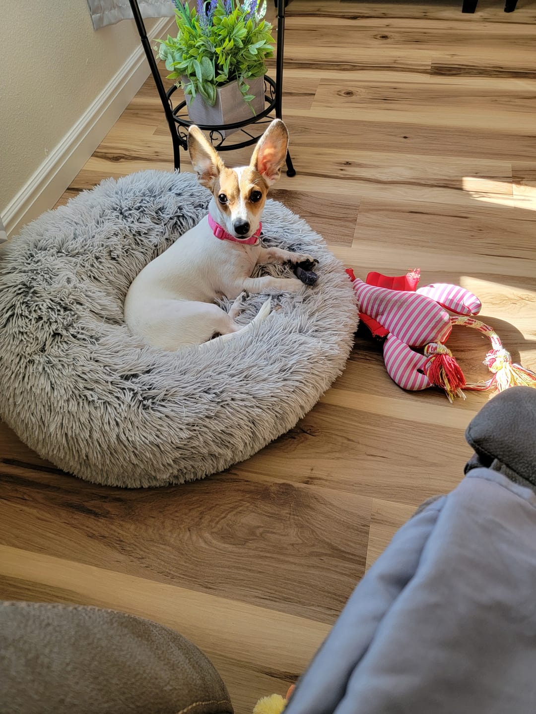 Customer photo review of Blueberry Yak Chew — Antioxidants, Vitamins C & K, Heart Health