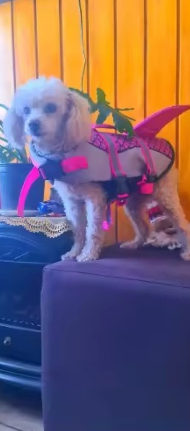 Customer photo review of Chaleco Sharkpets