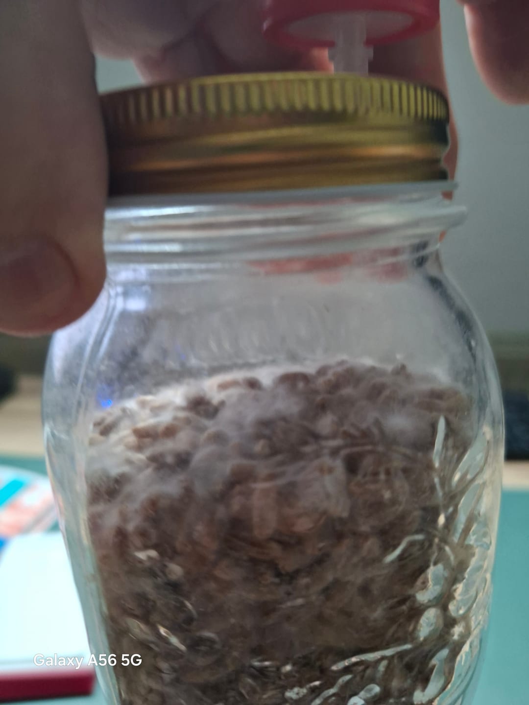 Customer photo review of Kräuterseitling | Pleurotus eryngii Flüssigmyzel