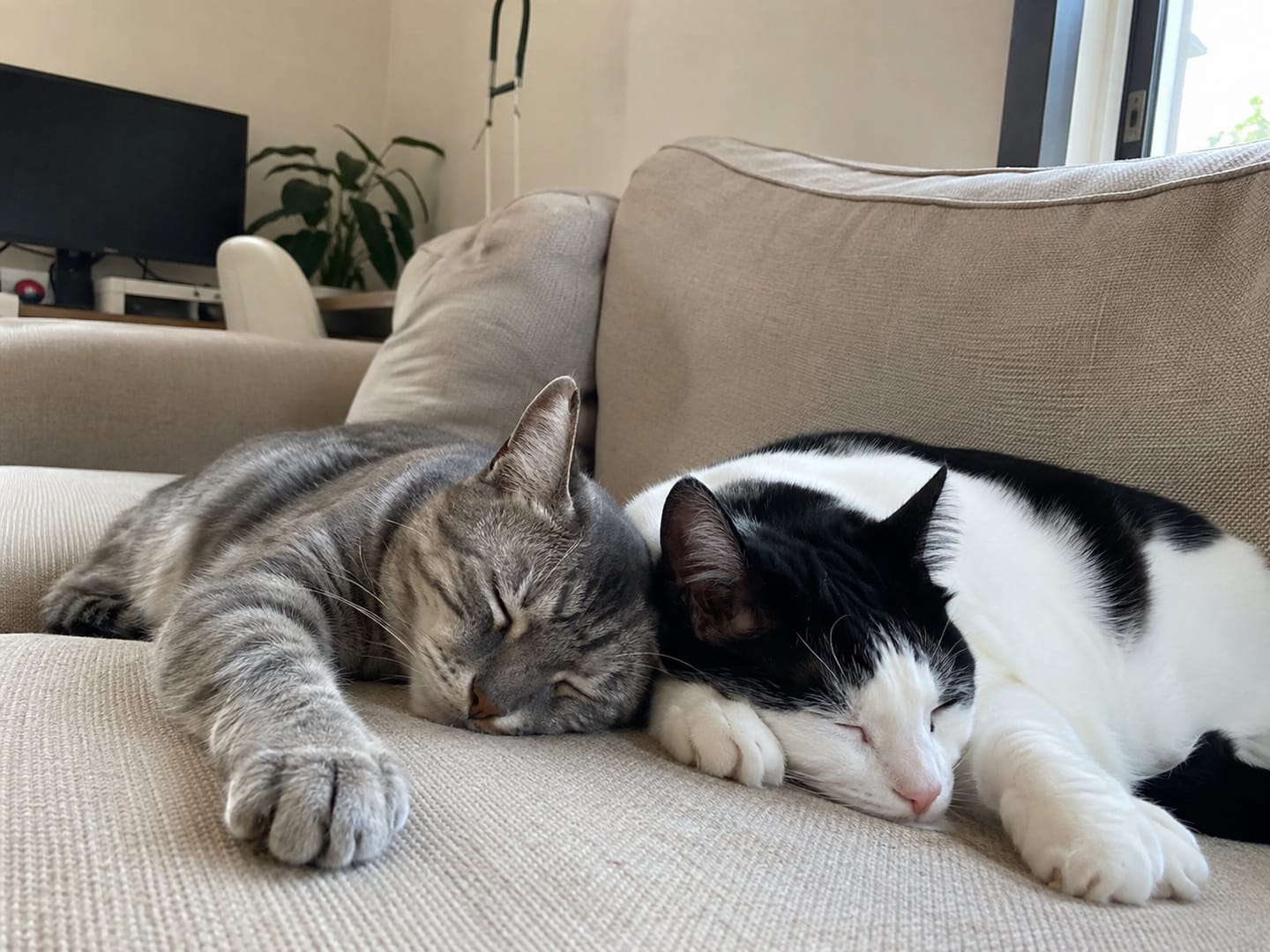 Customer photo review of Catpip Calm Room Pheromone Diffuser