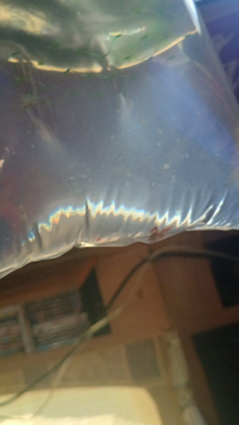 Customer photo review of Green Jade Shrimp