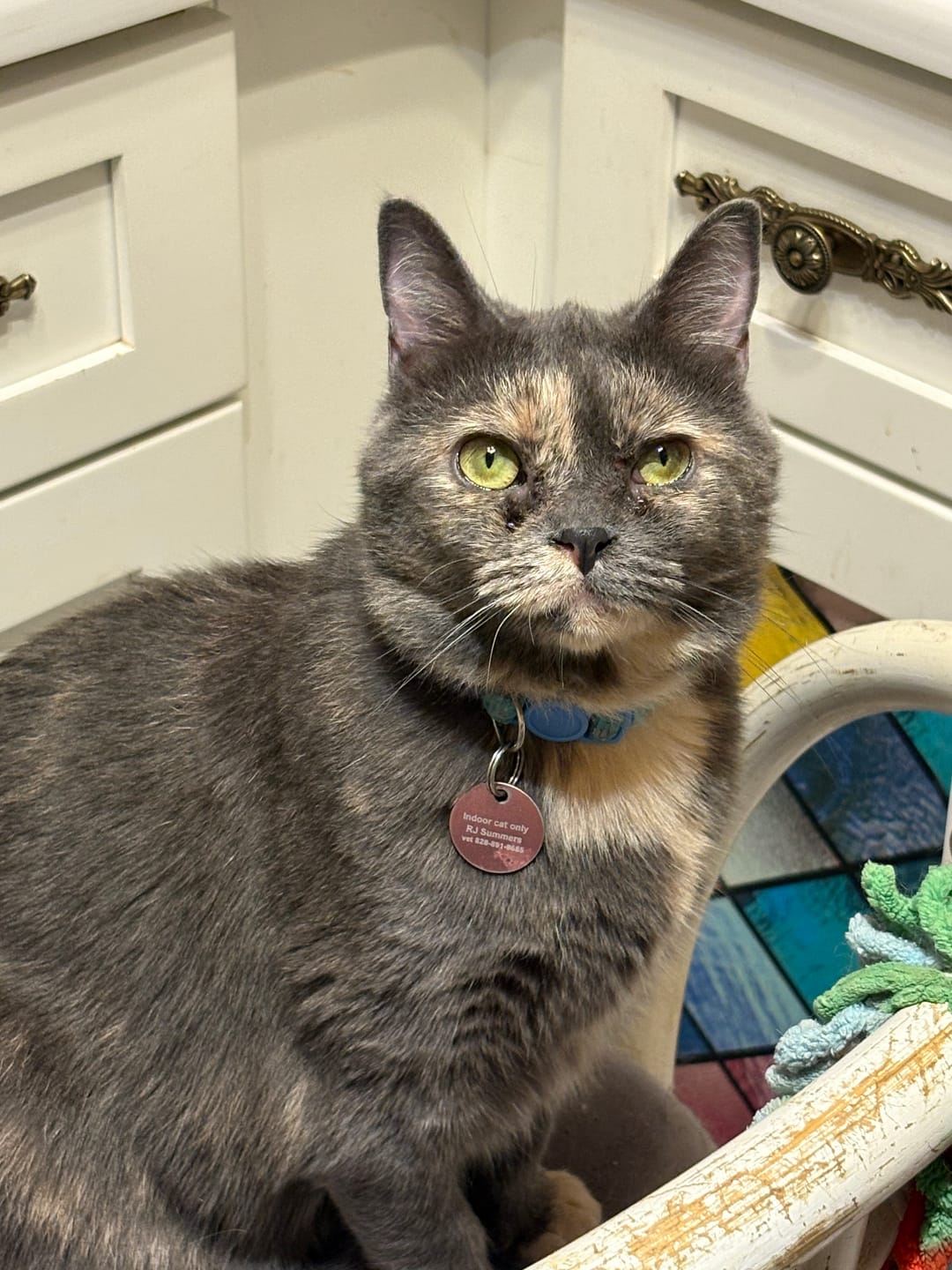 Customer photo review of Breathe Easy Cat Cold, Sneezing & Respiratory Support