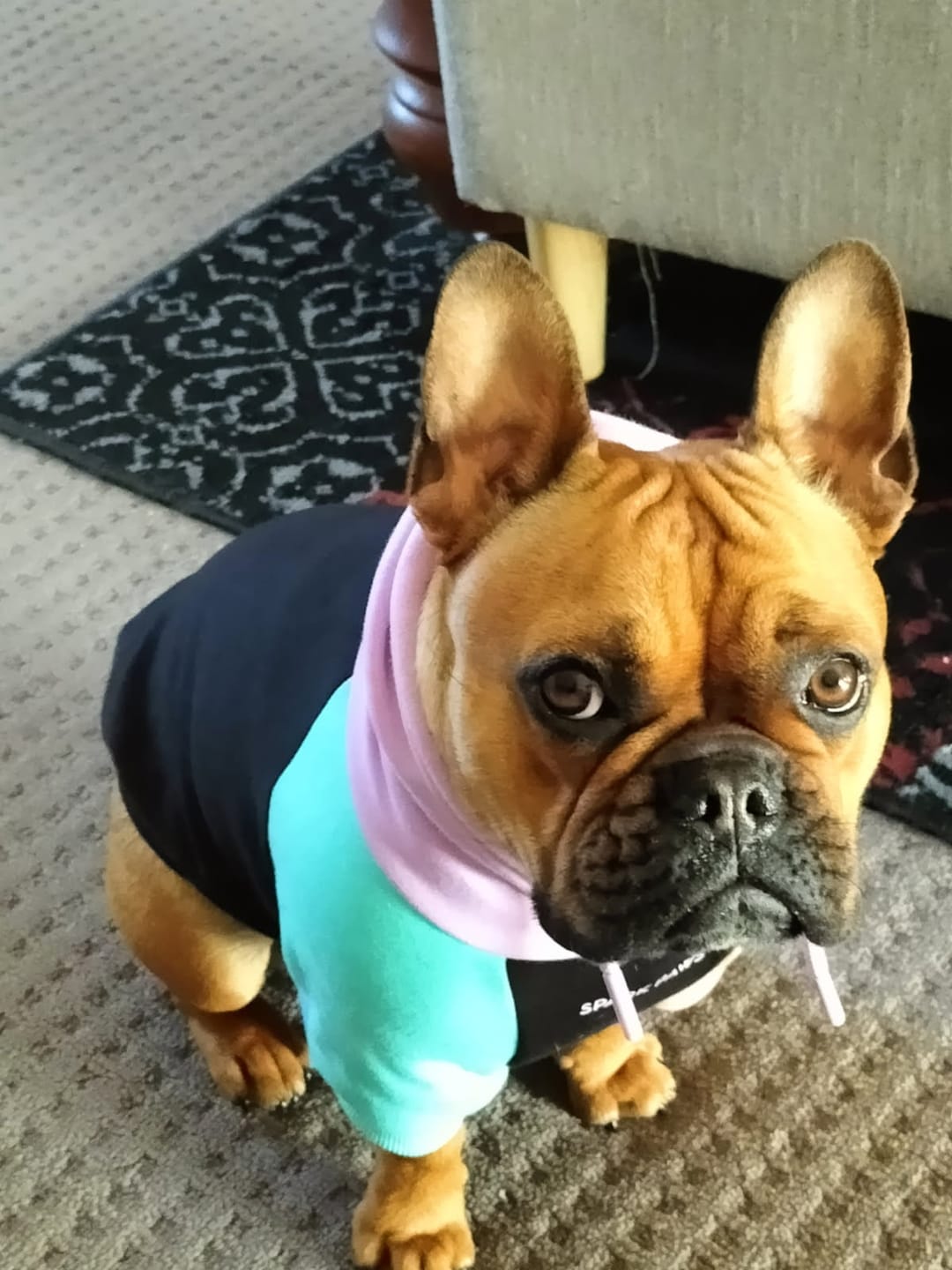 Customer photo review of Cyber Punk Dog Hoodie