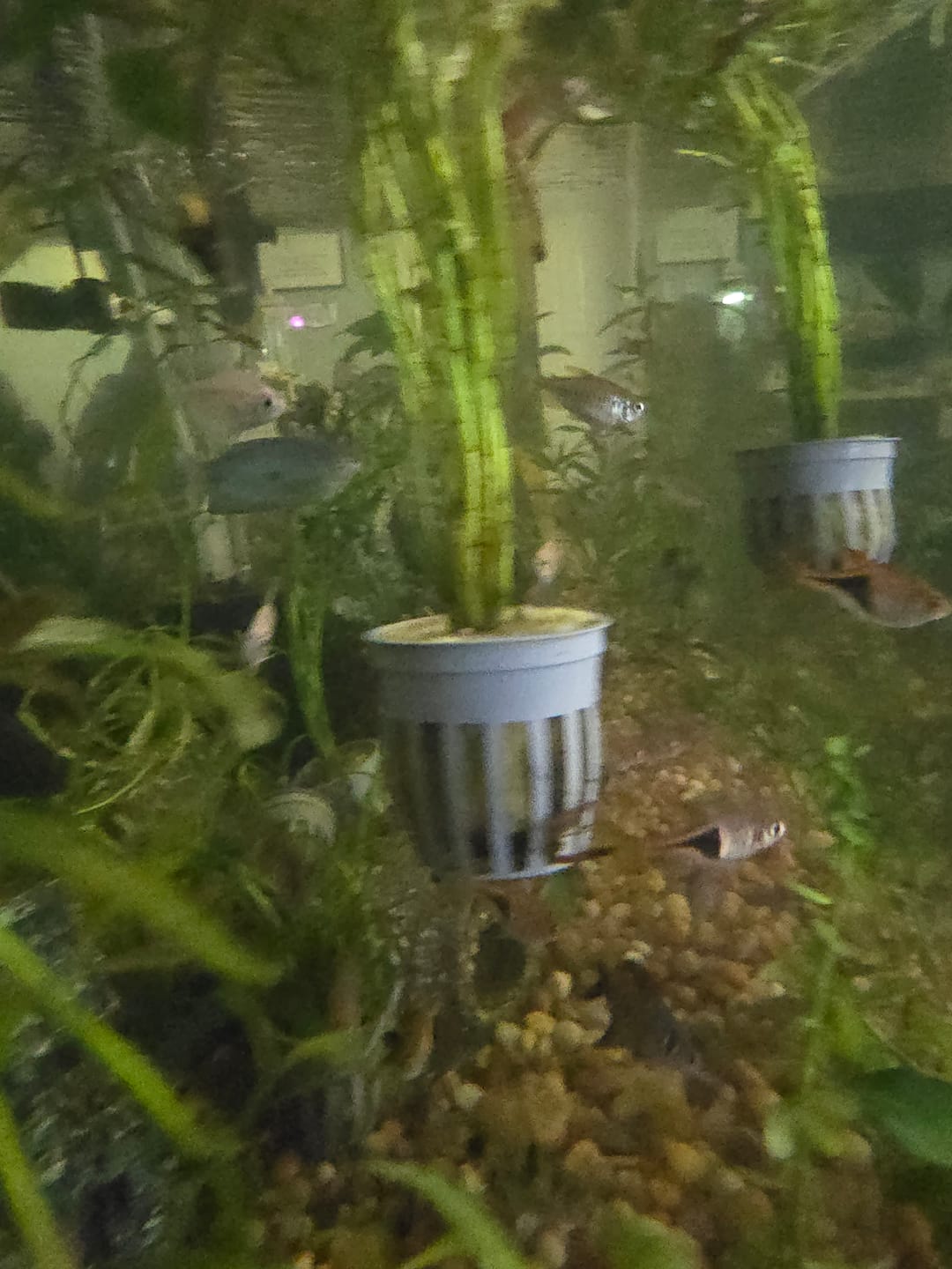 Customer photo review of Harlequin Rasbora (Trigonostigma heteromorpha)