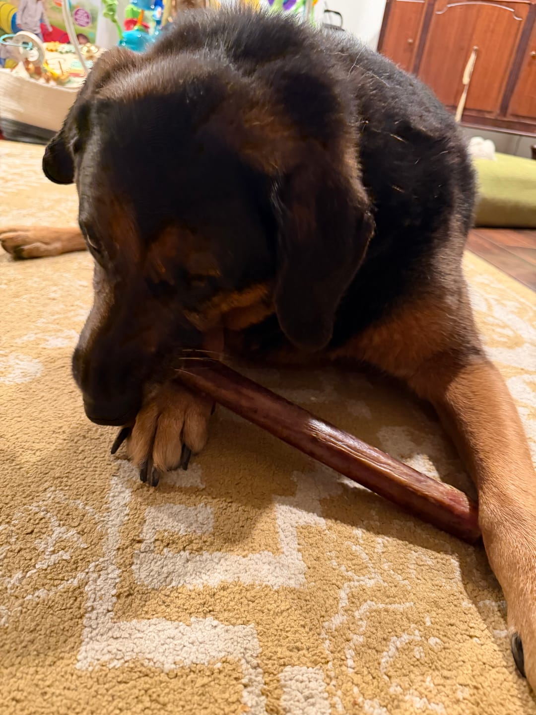 Customer photo review of Ostrich Shaft Bones (11" x 2"): The Long-Lasting, Flavorful Chew for Medium to Large Dogs