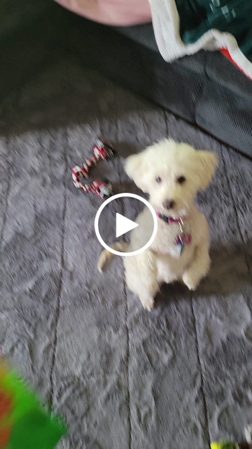 Customer video review of Freeze Dried Dog Treats - Turkey Poppers