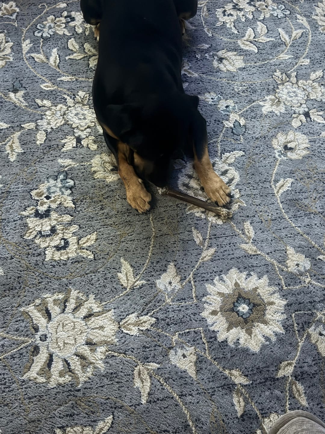 Customer photo review of Wholly Pup Gift Card