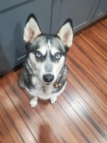 Customer photo review of Pawsky™ 2-in-1: Brushes & Vacuums