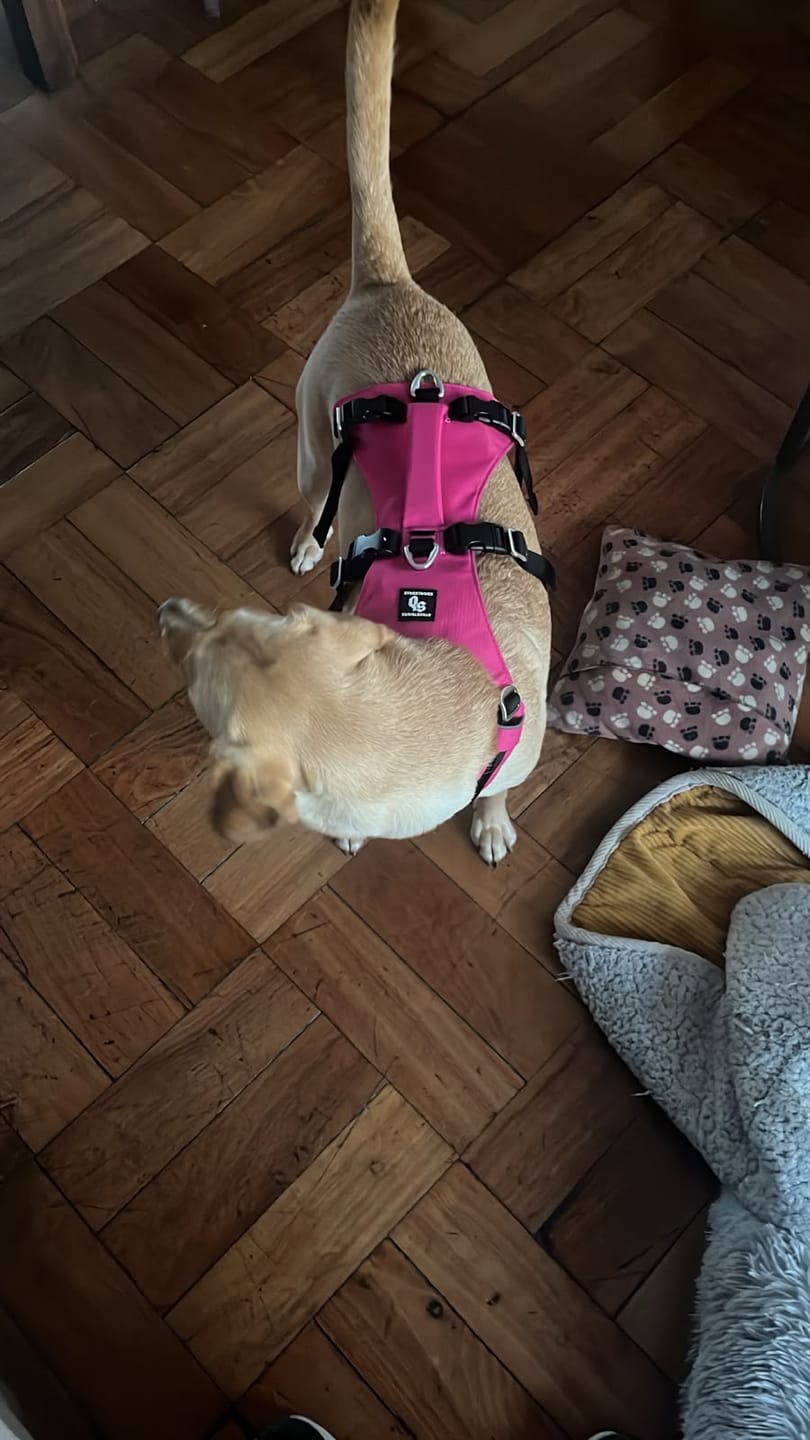 Customer photo review of Arnés Anti-Escape Security Fit para Perros - Street Dogs - Pink