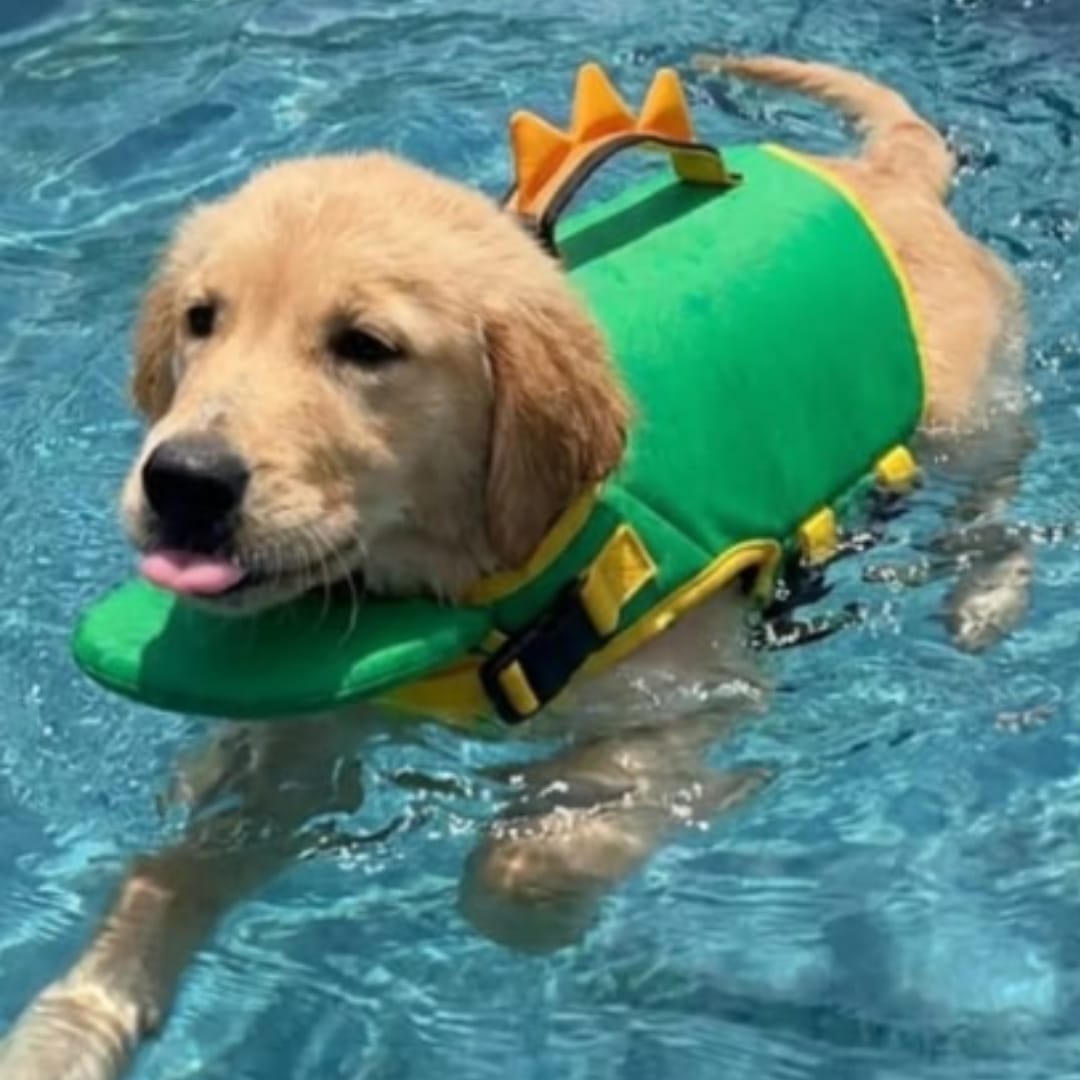 Customer photo review of Flotador Canino