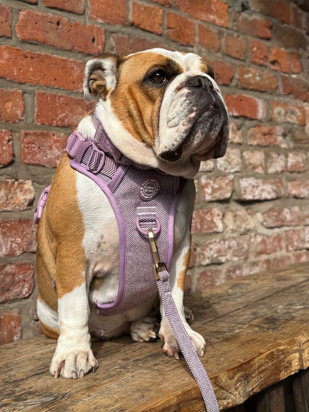 Customer photo review of Trail & Glow Tweed Dog Harness - Colour Drops - Plum Tweed