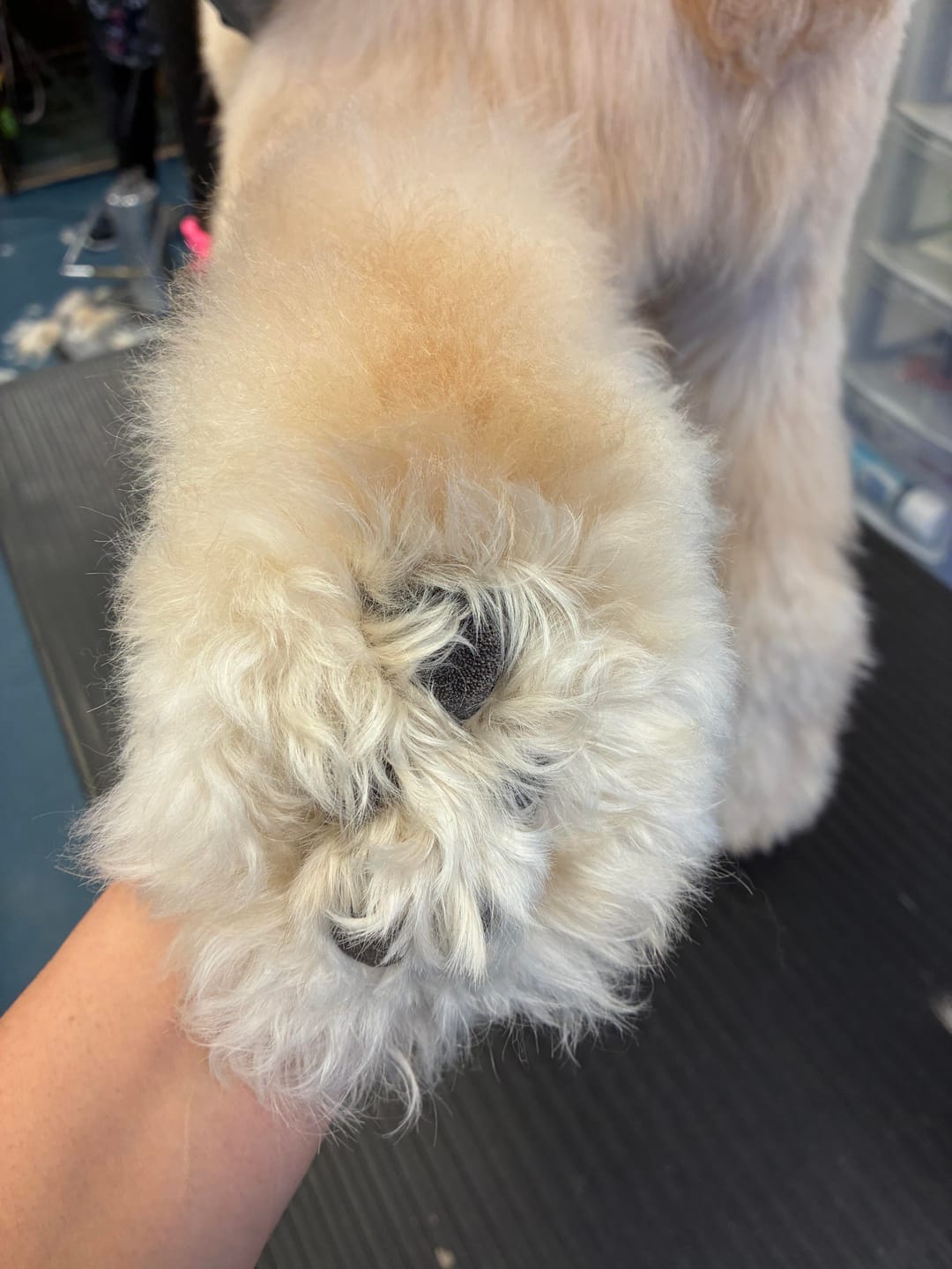 Customer photo review of Precision Paw Trimmer with LED Light