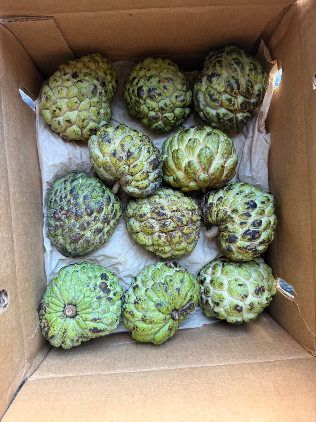 Customer photo review of Sugar Apple (Sweetsop)