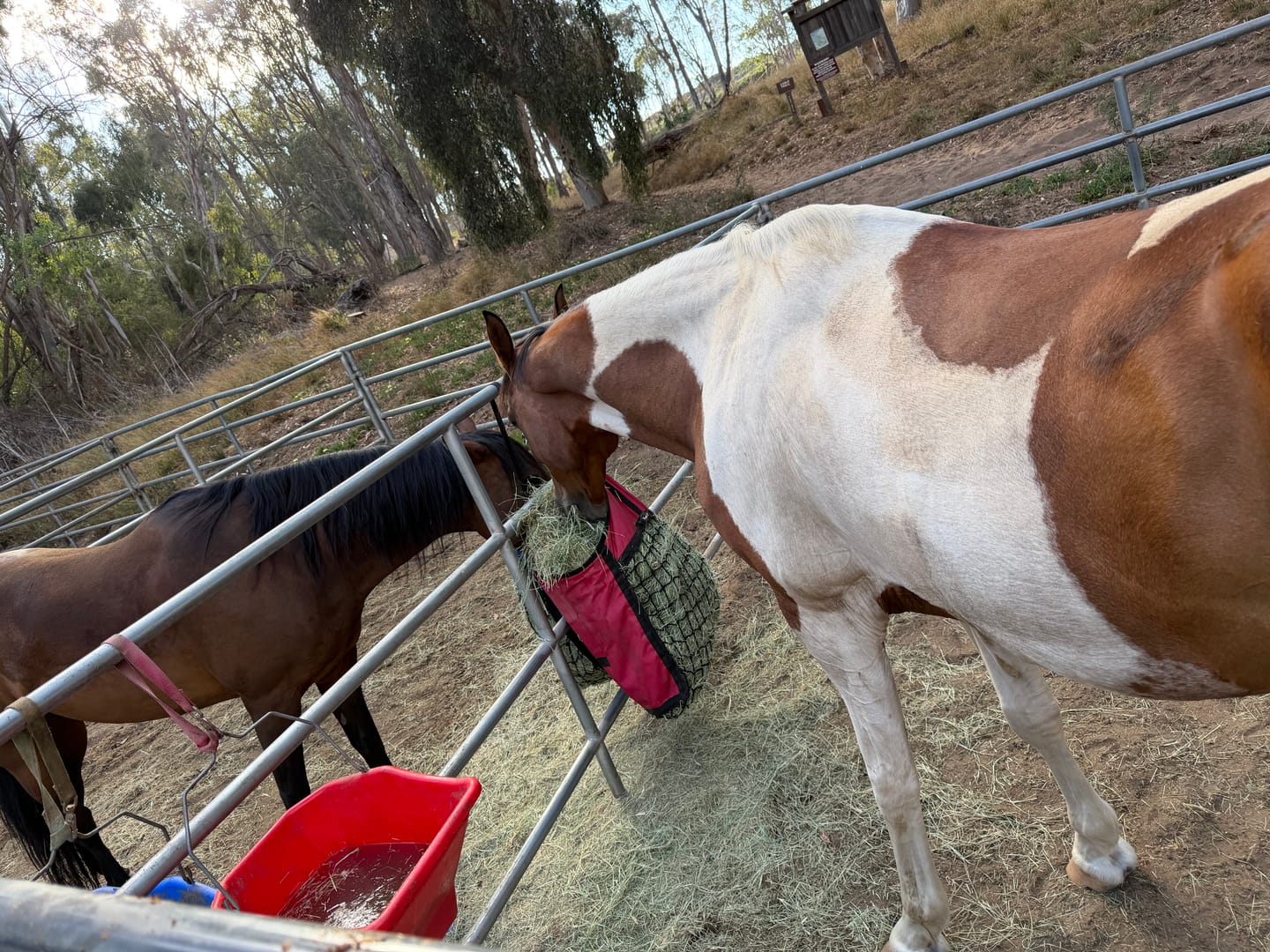 Customer photo review of HorseHalo™ 8 Heads Red Light Massage Gun