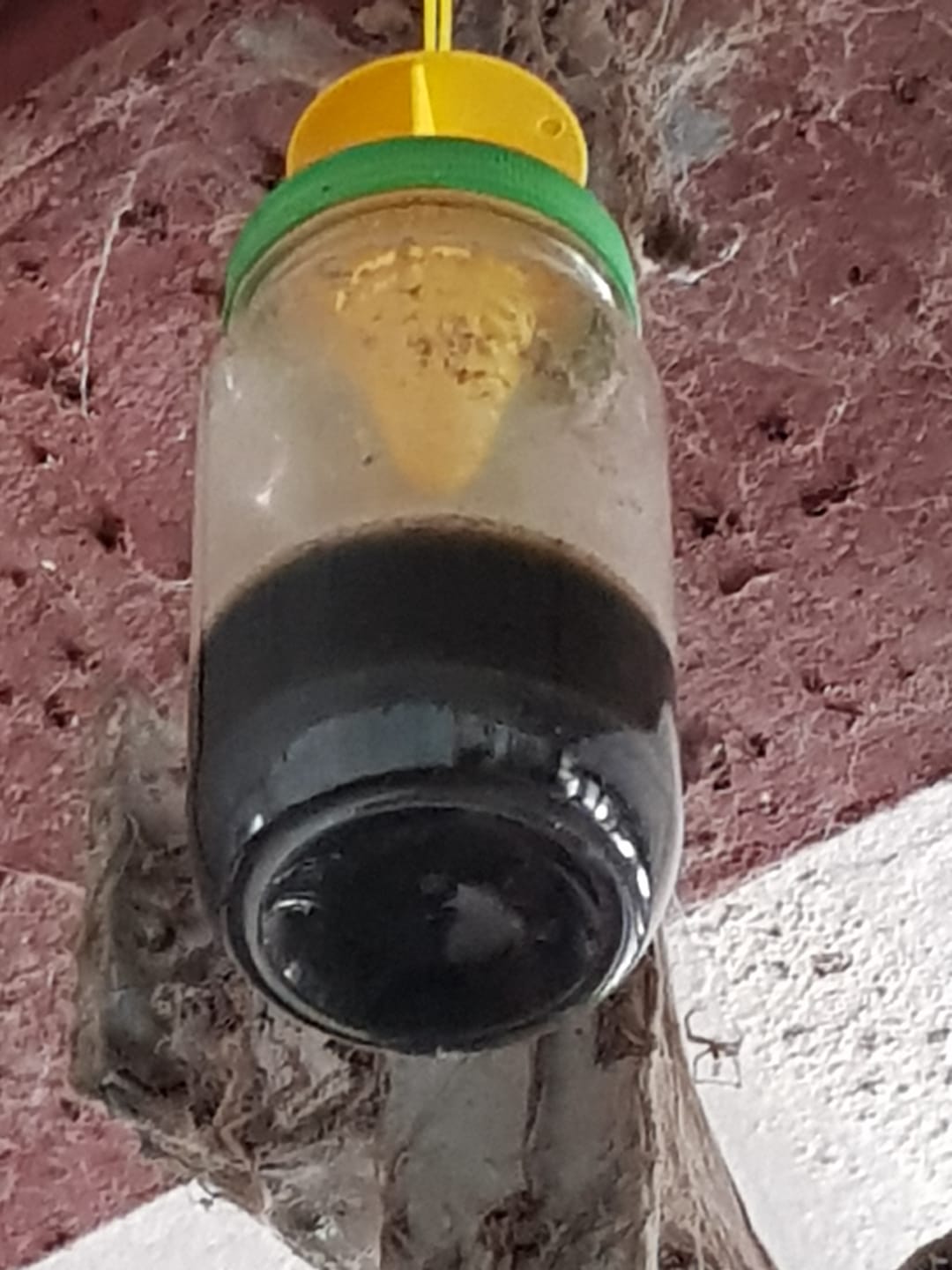 Customer photo review of HorseSafe LiquidTrap – Schluss mit Fliegenstress auf deinem Hof