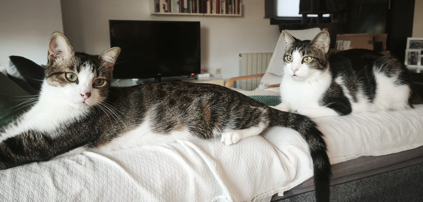 Customer photo review of Cat Adult