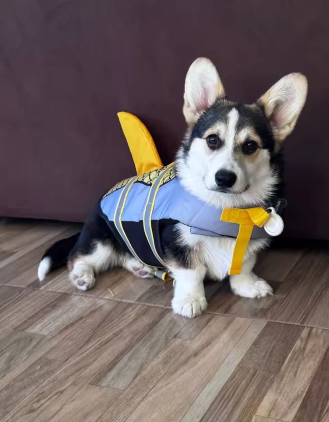 Customer photo review of Chaleco Sharkpets