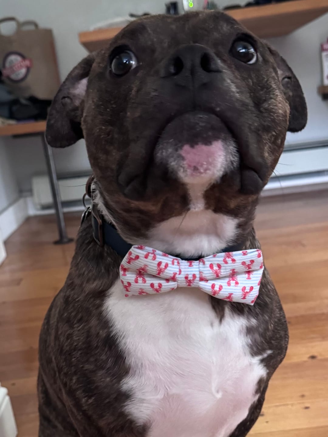 Customer photo review of Nautical Lobster Dog Bow Tie