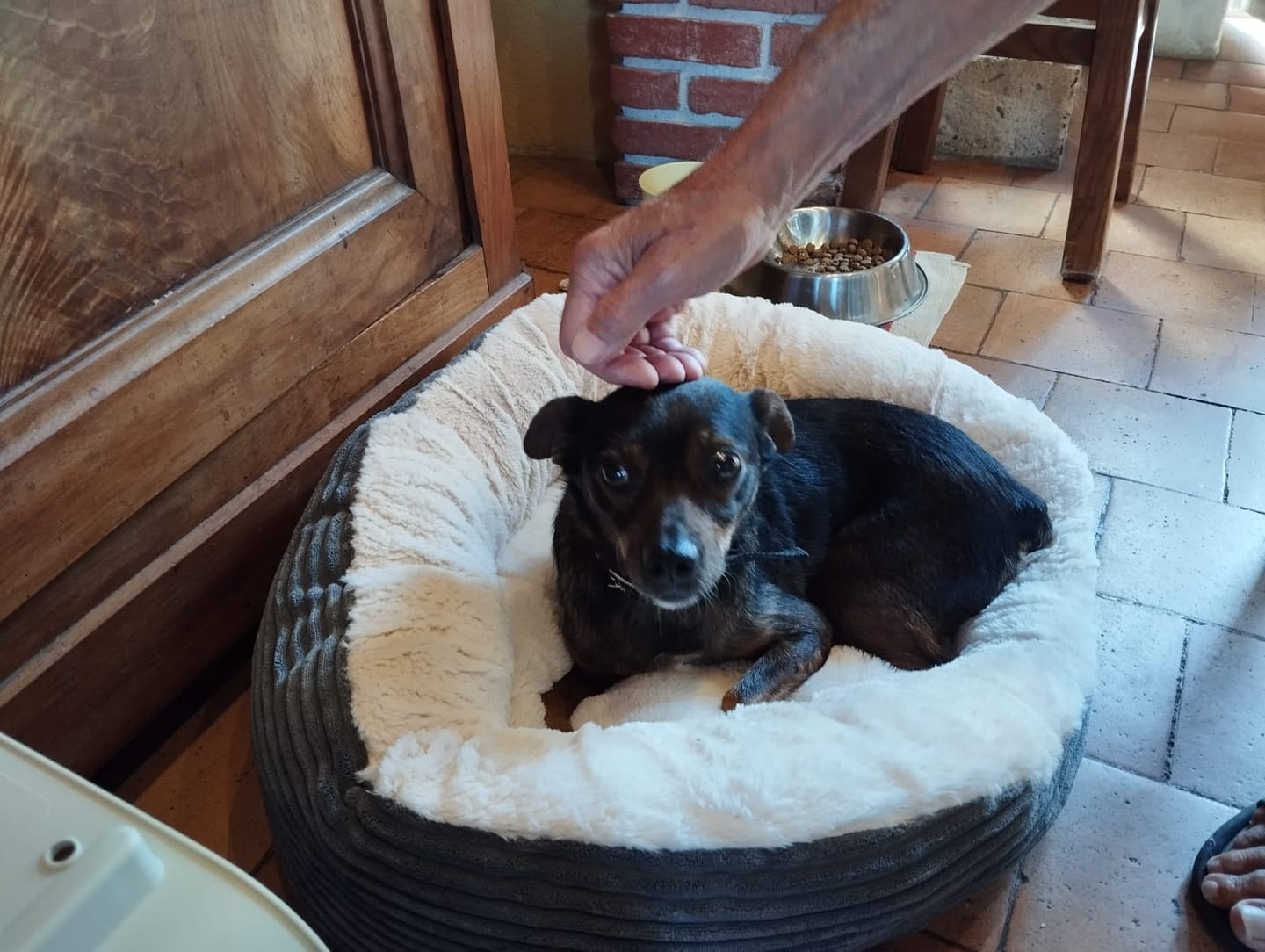 Customer photo review of Mousse Boeuf & Volaille - Chien