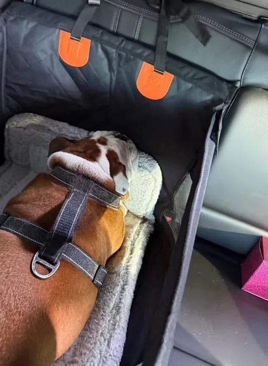 Customer photo review of Caisse de transport sécurisé voiture pour chien