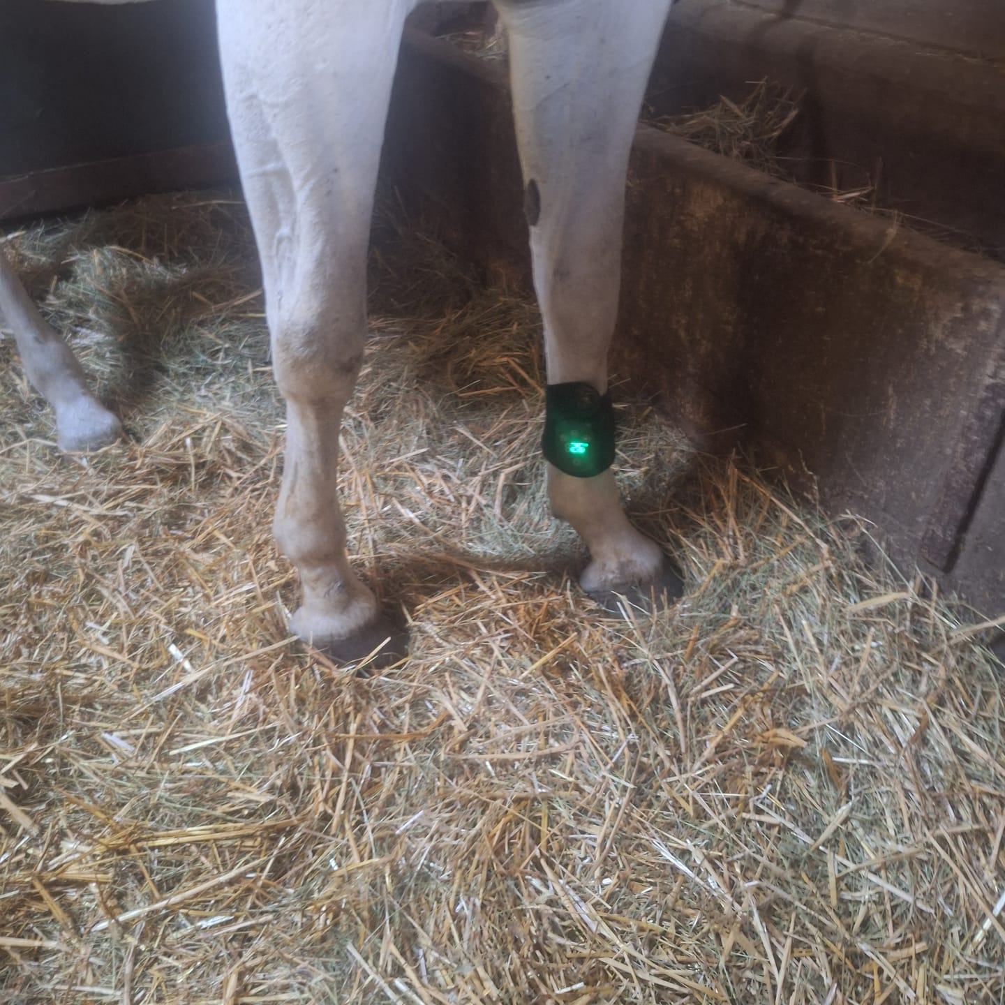 Customer photo review of HorseHalo™ HaloLegs Mini