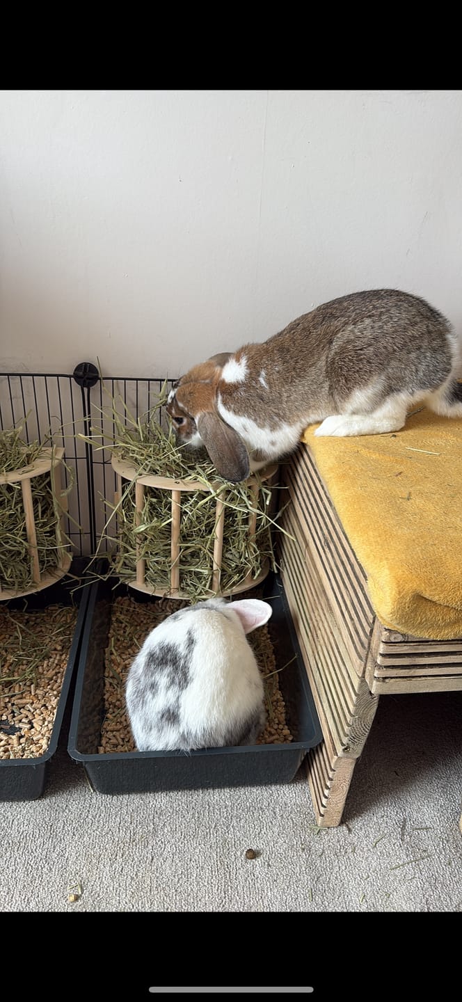 Customer photo review of First Cut Timothy Hay - Ultra Premium Canadian Hay for Rabbits and Guinea Pigs