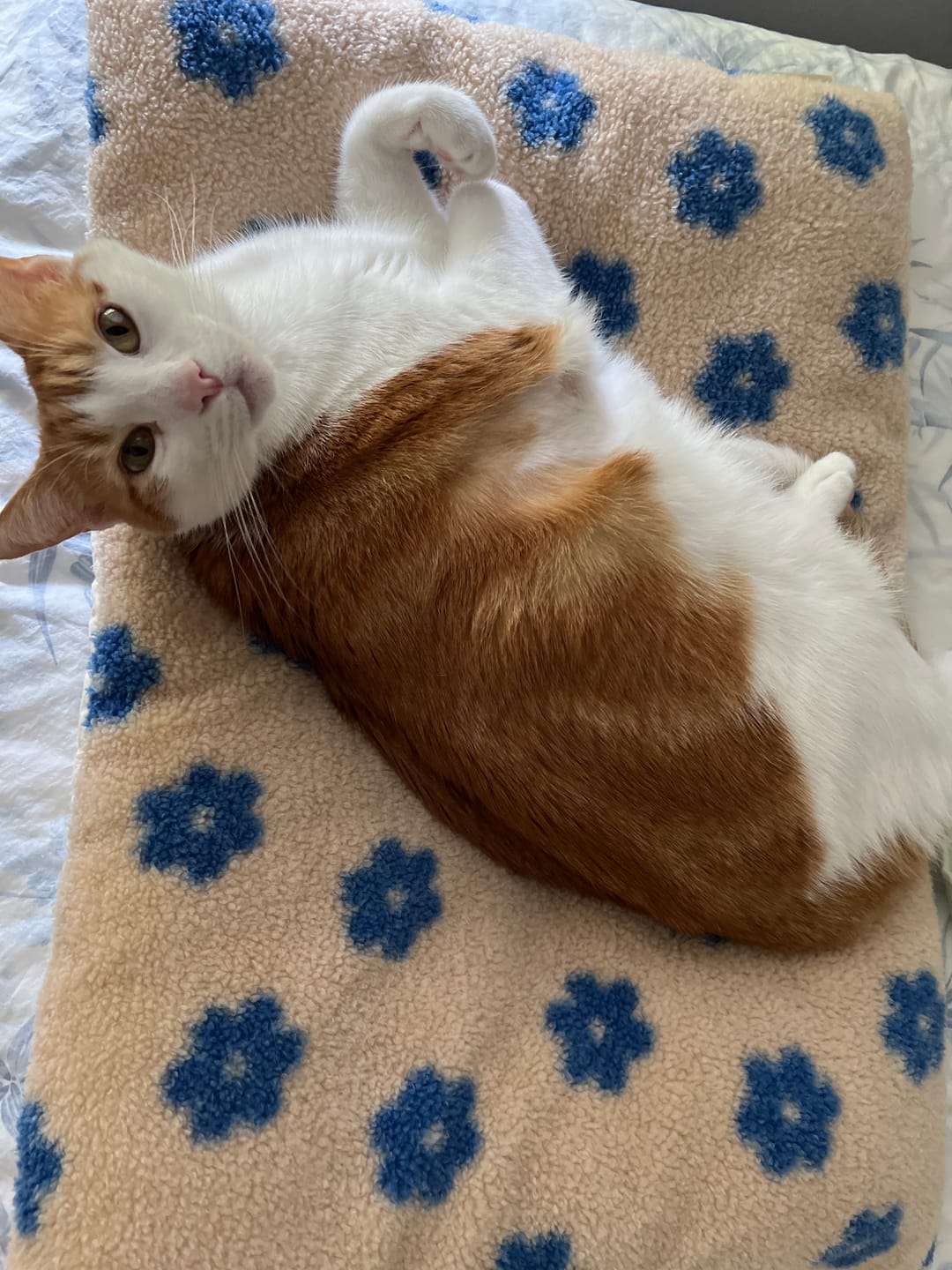 Customer photo review of Daisy Cloud Pastry Bed