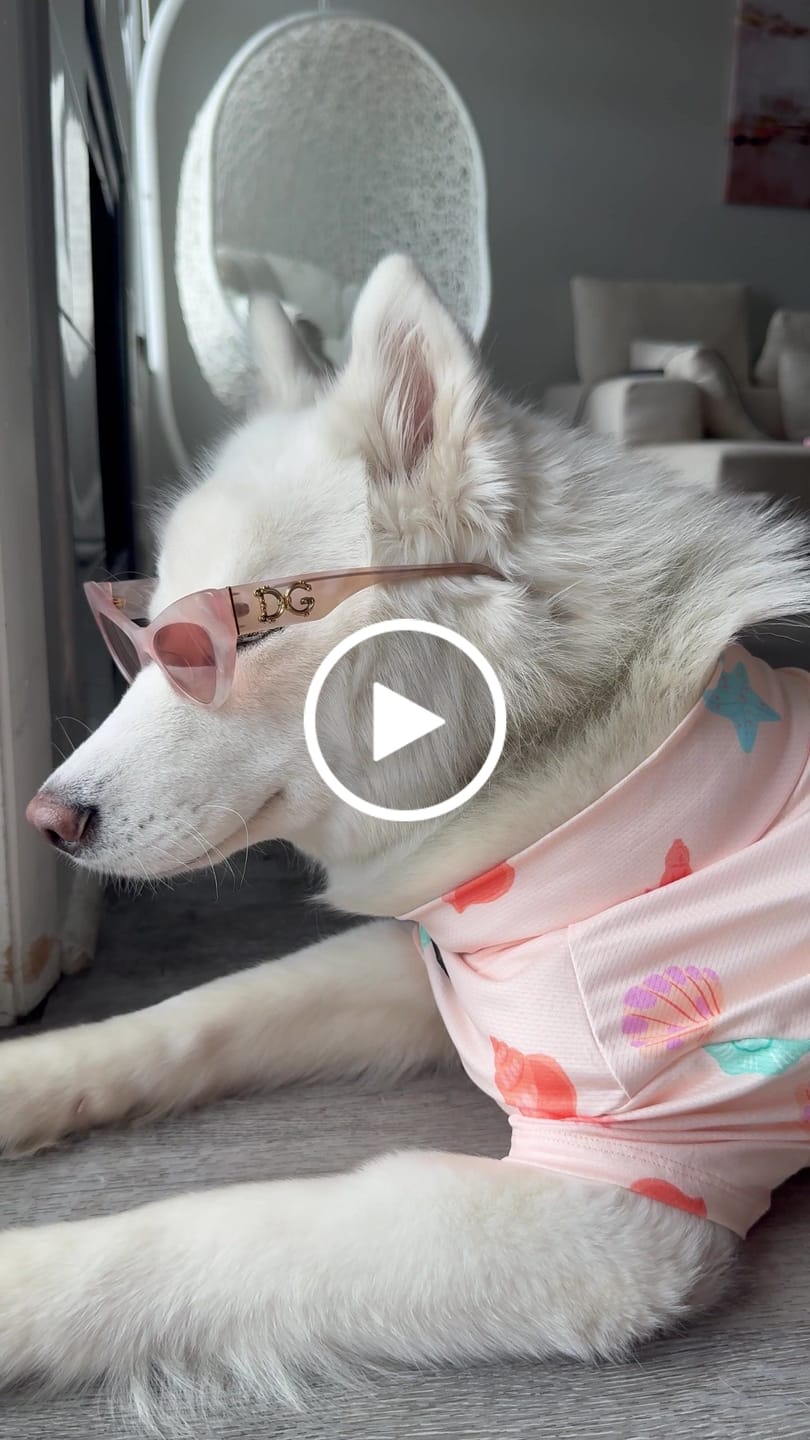 Customer video review of Sunblock Dog T-Shirt - Seashell