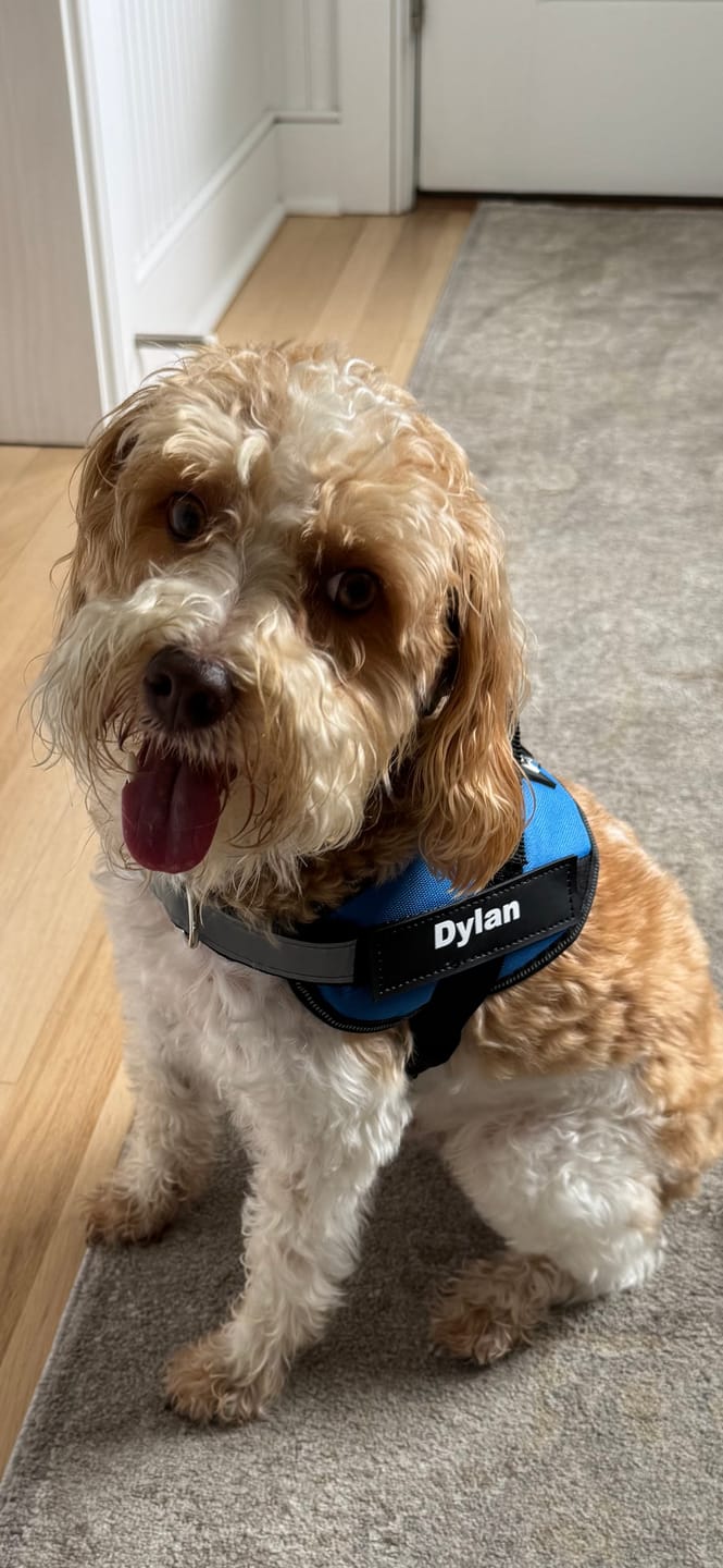 Customer photo review of Personalized Dog Harness
