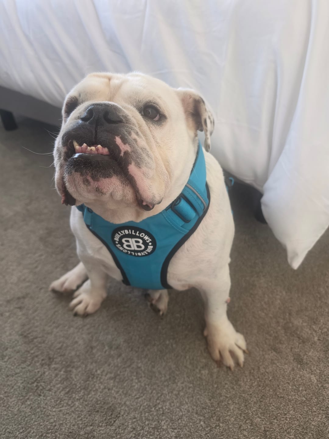 Customer photo review of Comfort Premium Harness | Non Restrictive - Light Blue