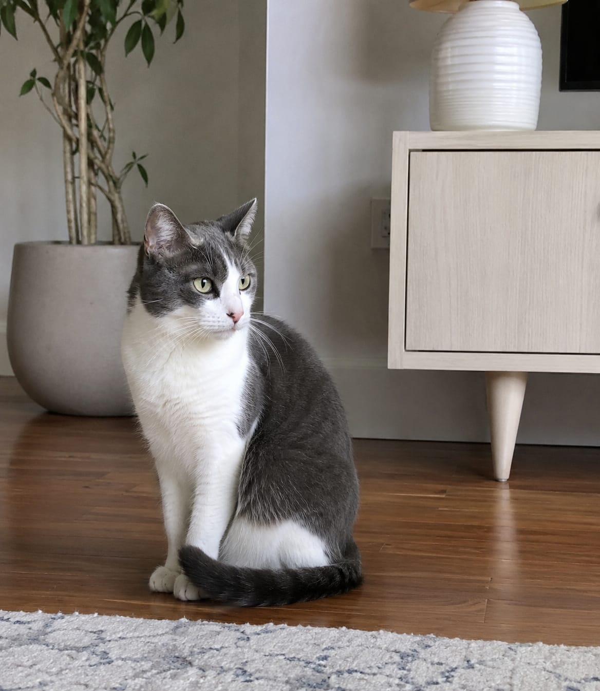 Customer photo review of Catpip Calm Room Pheromone Diffuser