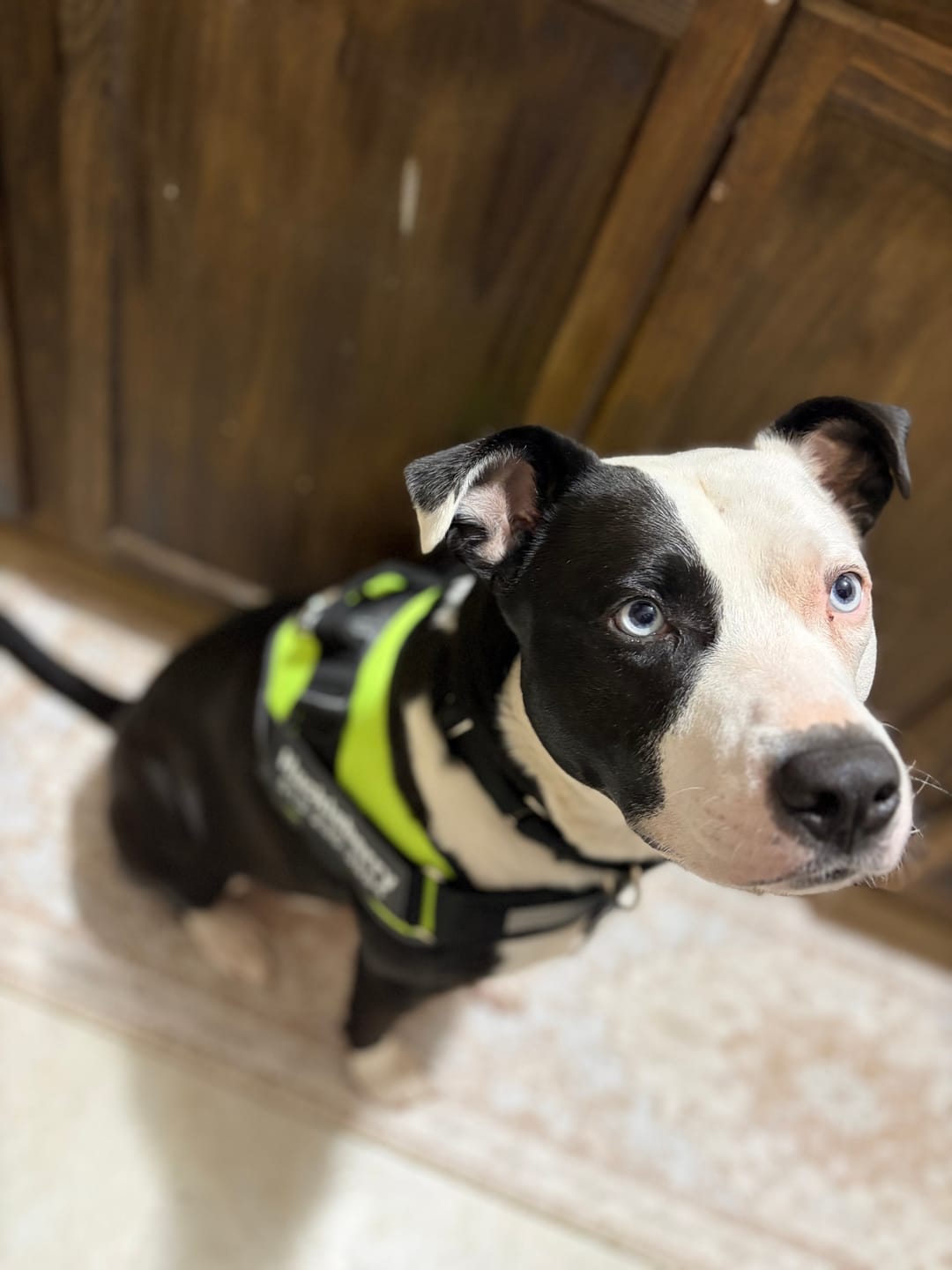Customer photo review of Personalized Dog Harness
