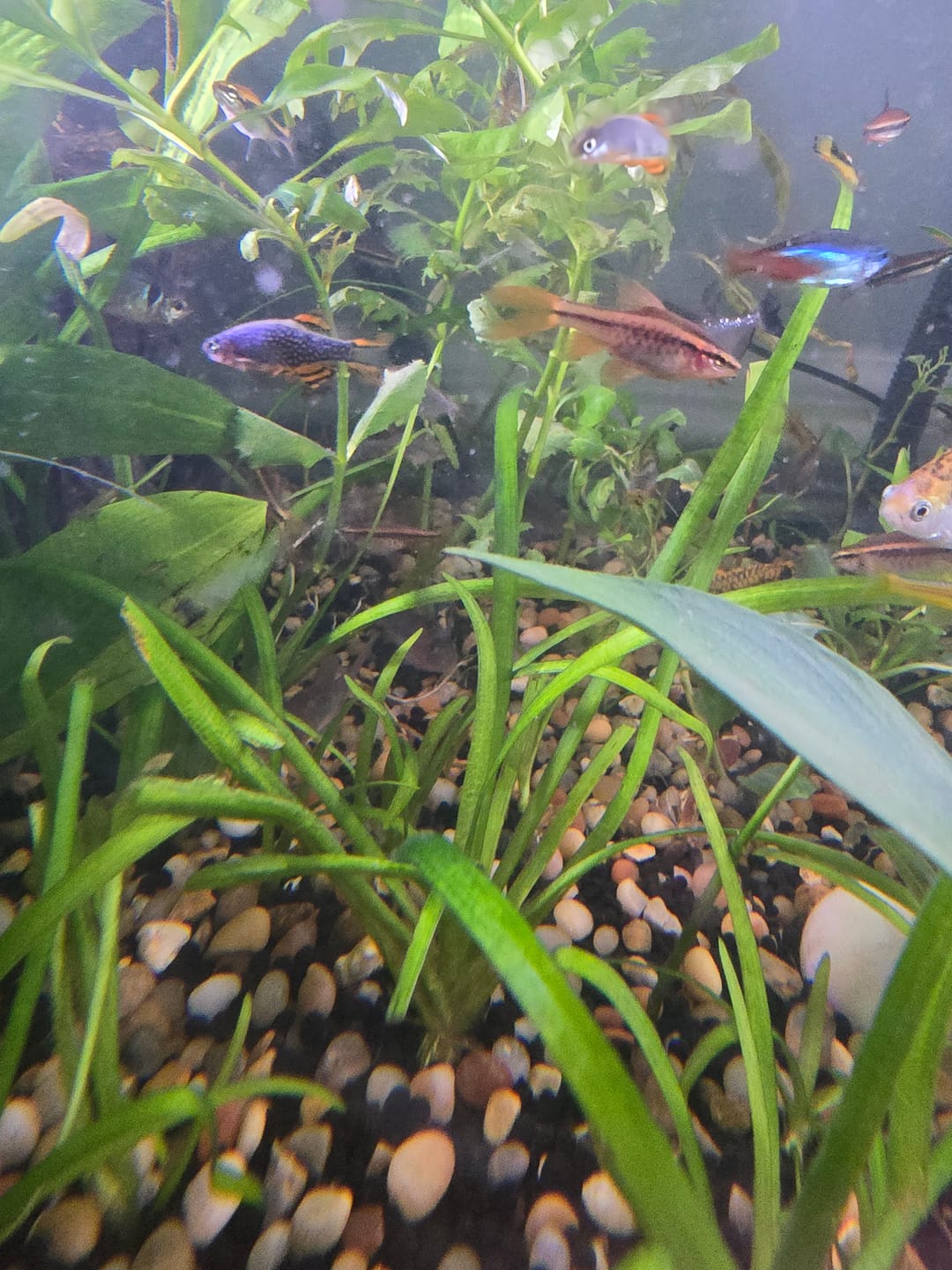 Customer photo review of Dwarf Sag (Sagittaria Subulata)