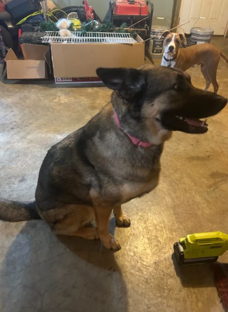 Customer photo review of Pawsky™ 2-in-1: Brushes & Vacuums