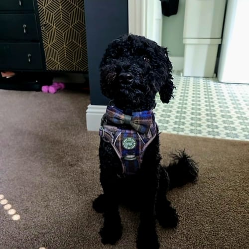 Customer's dog wearing a tweed Trail & Glow harness and matching bow tie while sitting on a carpeted floor.