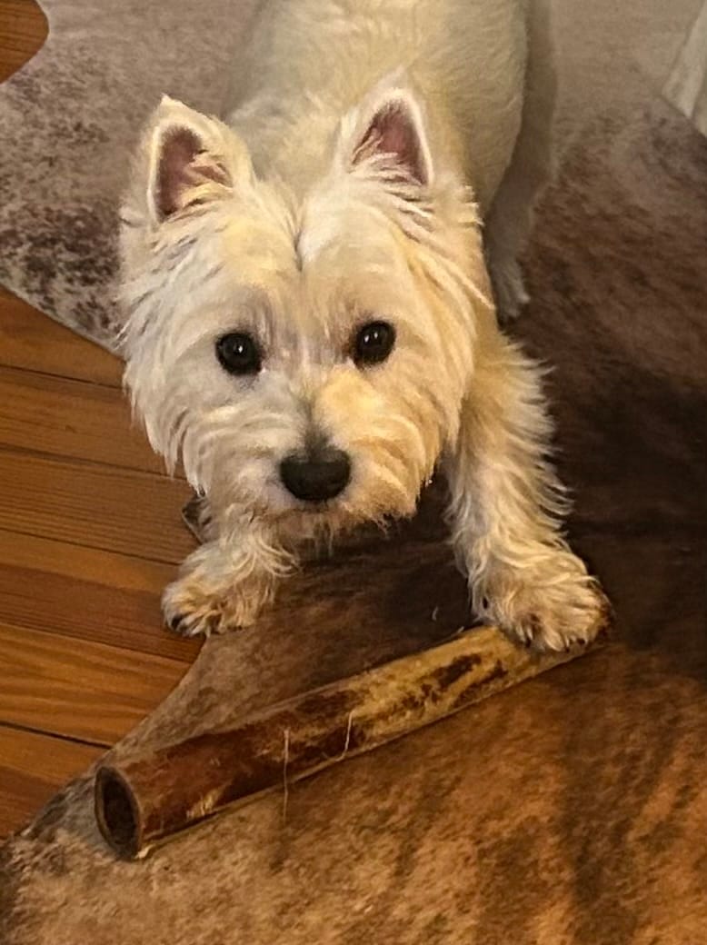 Customer photo review of Ostrich Foot Bone (7" x 3.5"): The Flavorful & Long-Lasting Chew for Small to Medium Dogs