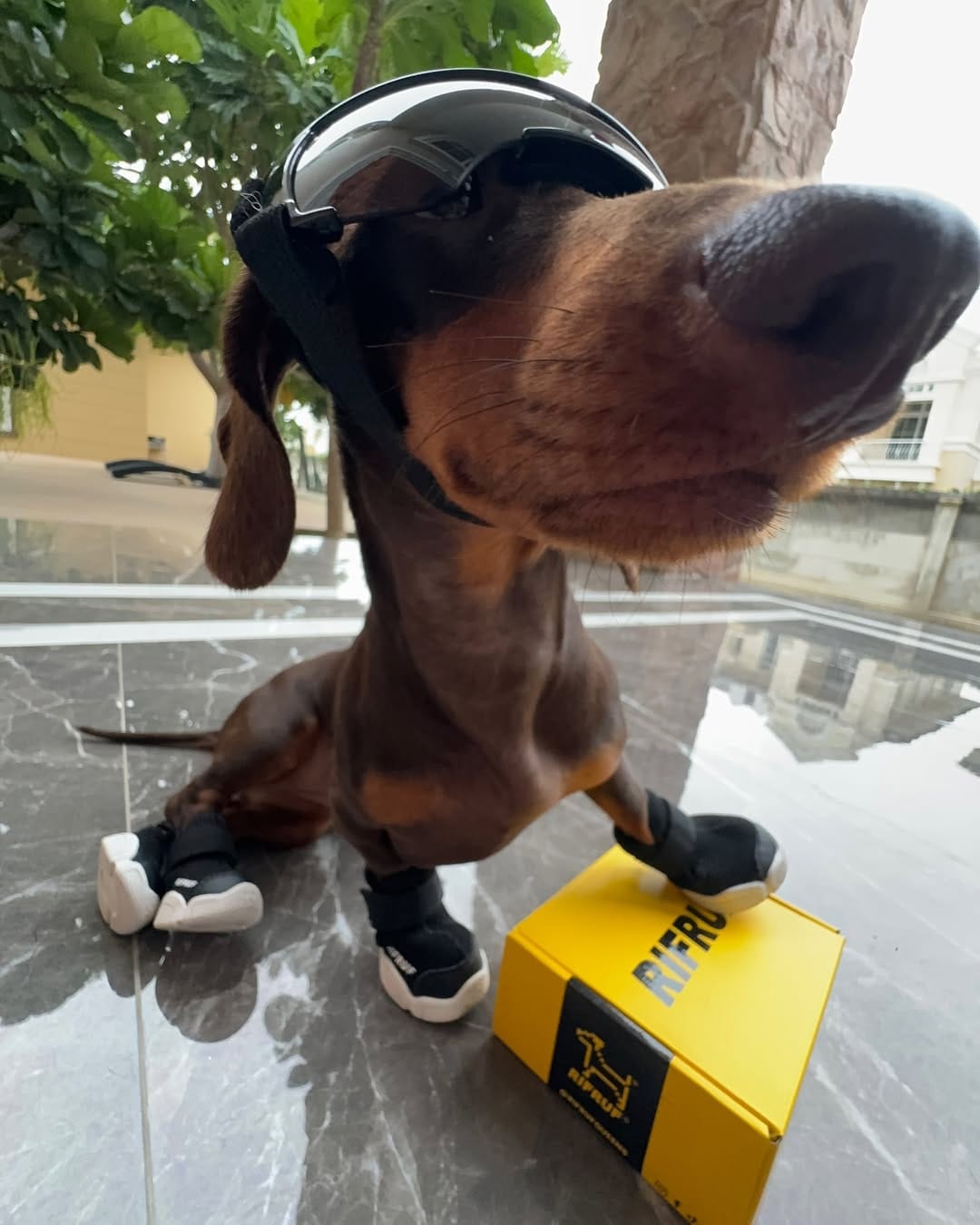 Customer photo review of Caesar 1