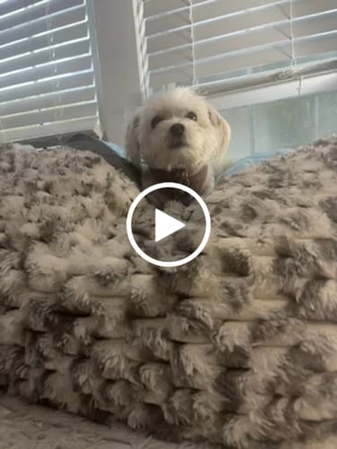 Customer video review of Puff Pillow